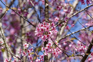 Wild Himalayan cherry (Prunus cerasoides) flowers in blue sky, Thailand's sakura flower
