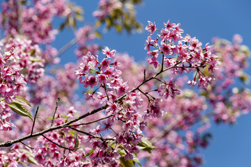 Wild Himalayan cherry (Prunus cerasoides) flowers in blue sky, Thailand's sakura flower