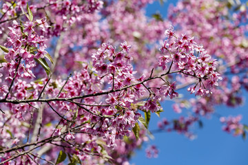 Wild Himalayan cherry (Prunus cerasoides) flowers in blue sky, Thailand's sakura flower