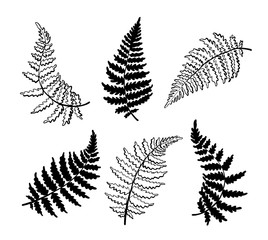 Vector botanical illustration of fern leaf