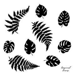 Vector illustration of fern and monstera leaves