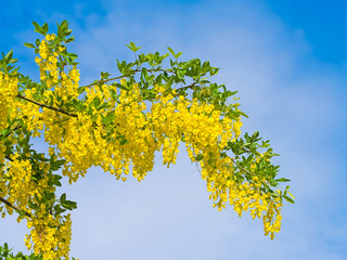 Gewöhnlicher Goldregen, Laburnum
