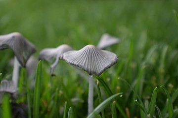 Incredible Close-up of Mushrooms Growing In Yard. Wild Ink Cap Mushrooms in grass in Utah, USA.