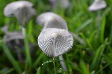Incredible Close-up of Mushrooms Growing In Yard. Wild Ink Cap Mushrooms in grass in Utah, USA.