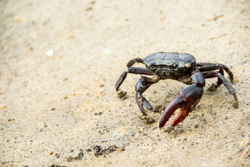 Ricefield crabs walking on the ground in rainy season.