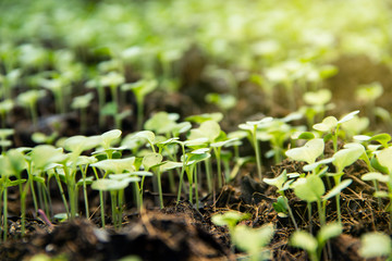 Background Natural sapling, Garden nursery group little sprouts sapling of Chinese kale growing from the ground.