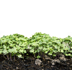 Garden nursery group Sapling of Chinese kale growing from the ground isolated on white background.