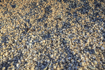 Layers of Tiny Seashells Summer Background