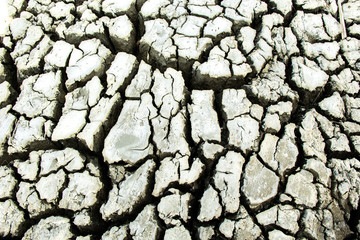Background and Wallpaper or texture of Ground mud mangrove forest cracked. Caused by the conditon dry in summer.