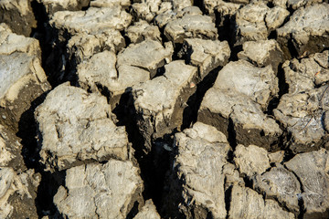 Close Up Background and Wallpaper or texture of Ground mud mangrove forest cracked. Caused by the conditon dry in summer.