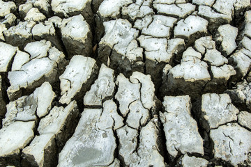 Close Up Background and Wallpaper or texture of Ground mud mangrove forest cracked. Caused by the conditon dry in summer.