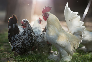 Dwarf chicken walking on grass in garden