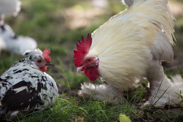 Dwarf chicken resting on grass in garden