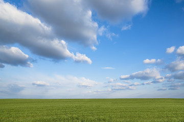 Landscape of beautiful corn field and blue sky with some clouds in grandangle view