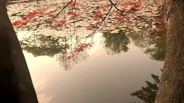 春の紅葉と池　セピアイメージ