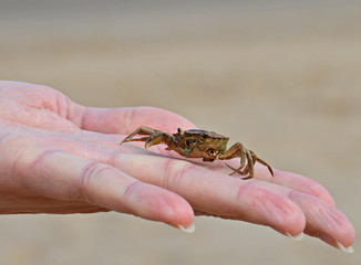 Small crab on top of fingers