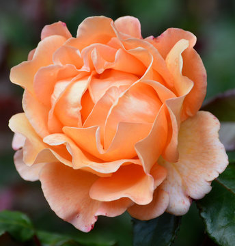 Single delicate rose in peach colour
