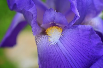 Close-up abstract image of purple iris (Irideae) flower in cottage garden. Spring macro outdoor violet spring flowers in a garden.