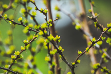 Barberry bush with new leaves in the garden. Selective focus. Shallow depth of field.
