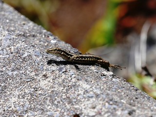 Lézard brun Teira dugesii endémqiue de l'île de Madère. Portugal