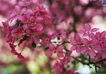 Spring pink blossom