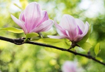 Spring magnolia flowers