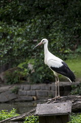 Stork standing on the wood in the park