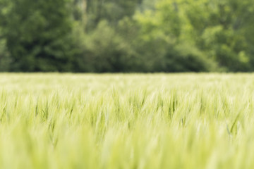 Green barley in the field.