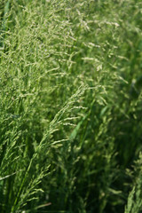 Allergy season. Flowering grasses in the meadow