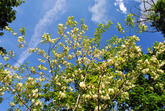 White acacia blooming tree brunches with green leaves and acer tree on blue cloudy spring sky background