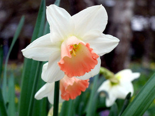 Red and white nascissus flowers in the meadow
