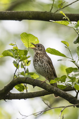 A bark sitting on a branch of alder.