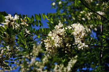 White acacia blooming tree brunches with green leaves on blue spring sky background