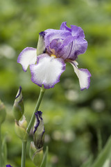 Violet-white iris growing outside.