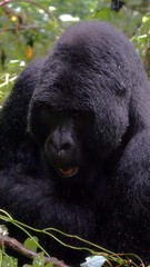 gorilla