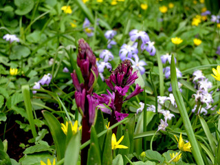 Spring flowers in the garden
