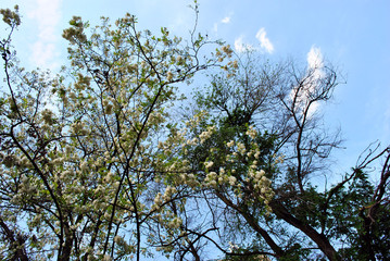 White acacia blooming tree brunches with green leaves and acer tree on blue cloudy spring sky background