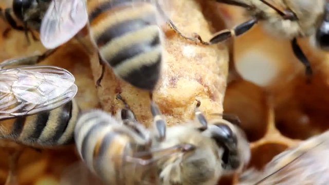 Bees help Queen Bee to get out of cocoon.