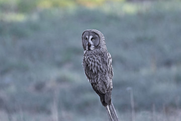 Great grey owl (Strix nebulosa)