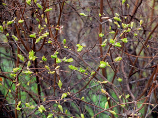 Young leaves on the branches background
