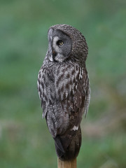 Great grey owl (Strix nebulosa)