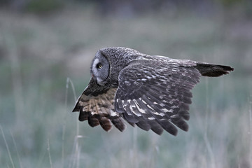 Great grey owl (Strix nebulosa)