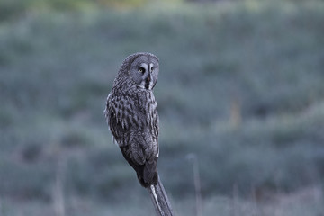 Great grey owl (Strix nebulosa)