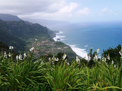 Falaise fleurie de gla&iuml;euls sauvages &agrave; Ribeira funda. Mad&egrave;re