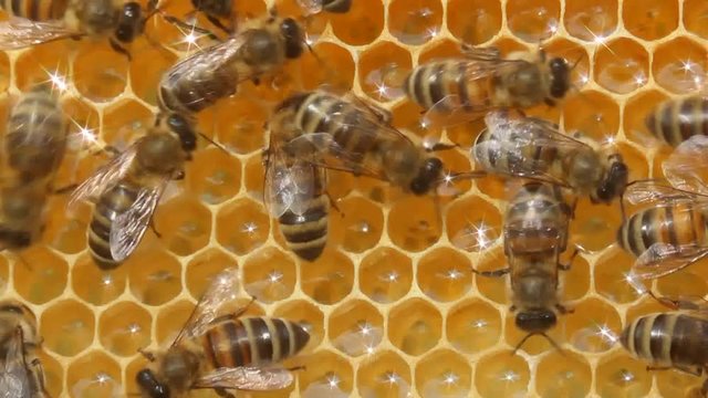 Bees fill honeycomb with nectar, which is then converted into honey.