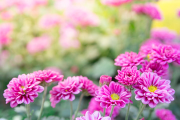 The pink gerbera daisies flowers spring flowers on the at sunset	