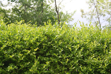 Boxwood hedge in springtime
