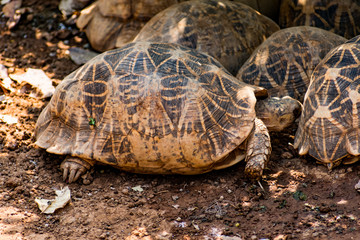 Group of tortoise resting under a tree shadow in sunny day.