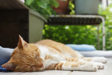 Fototapeta premium 眠る茶猫