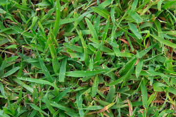 Drops of dew on the green grass, natural background
